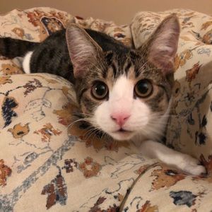 Meet your Posher, Emily